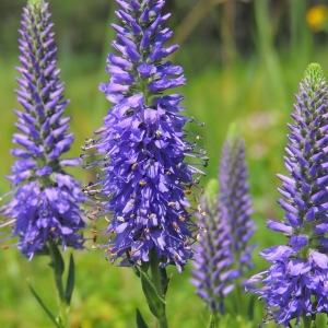 Rozrazil klasnatý (Veronica spicata)