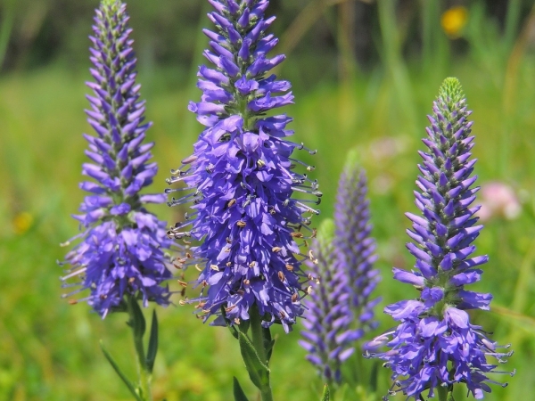 Rozrazil klasnatý (Veronica spicata)