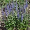 Rozrazil klasnatý (Veronica spicata)