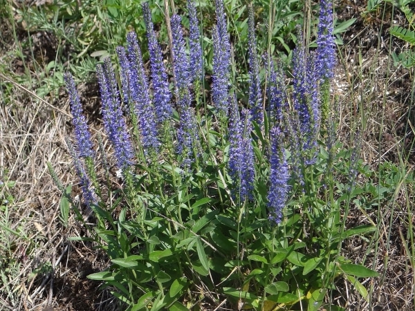 Rozrazil klasnatý (Veronica spicata)