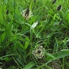 Jitrocel kopinatý (Plantago lanceolata)