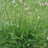 Jitrocel kopinatý (Plantago lanceolata)