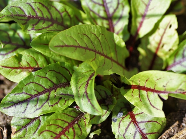 Šťovík krvavý (Rumex sanquineus)