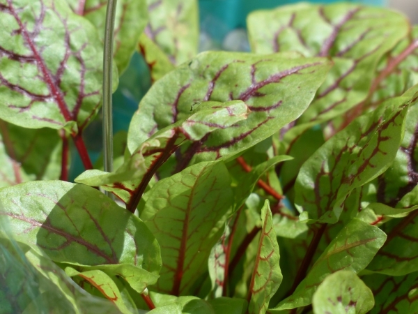 Šťovík krvavý (Rumex sanquineus)