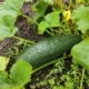 Cuketa zelená (Cucurbita pepo)
