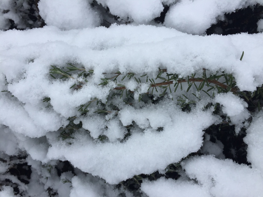 Rozmarýn lékařský (Rosmarinus officinalis)