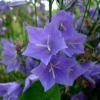 Zvonek broskvolistý (Campanula persicifolia)