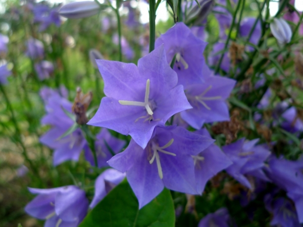 Zvonek broskvolistý (Campanula persicifolia)