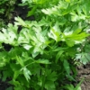 Celer řapíkatý (Apium graveolens)