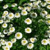 Řimbaba obecná (Tanacetum parthenium)