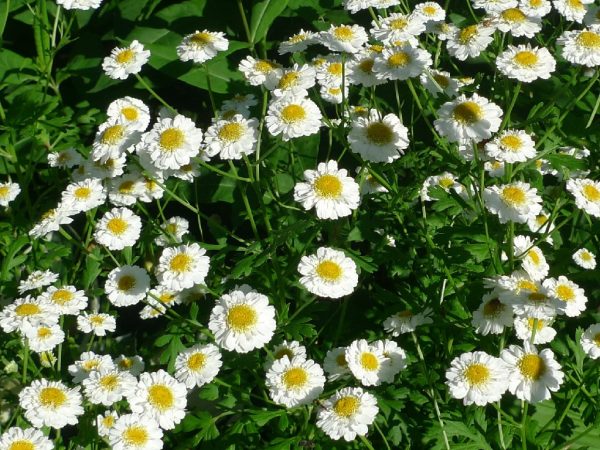 Řimbaba obecná (Tanacetum parthenium)