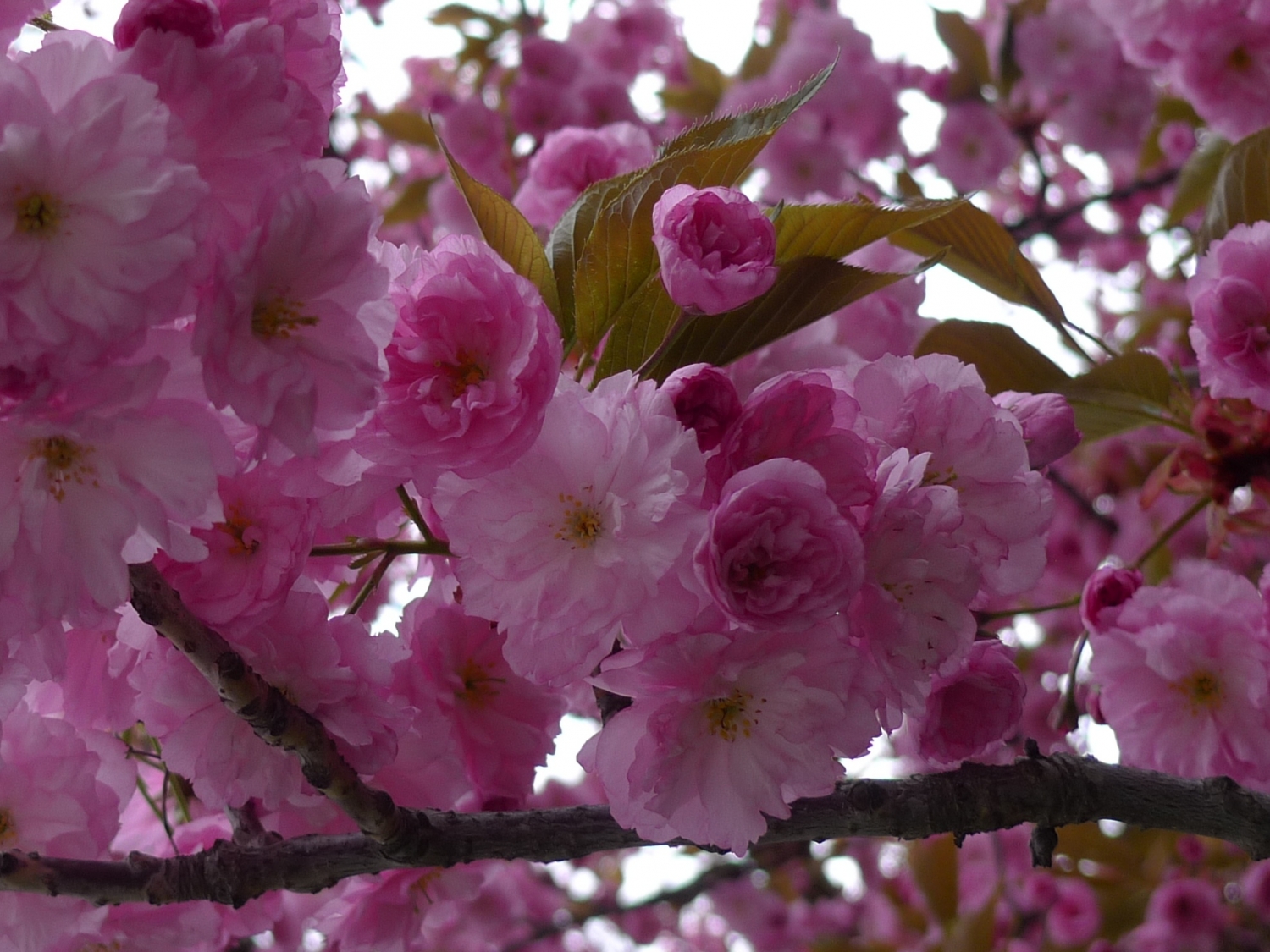 Sakura ozdobná (Prunus serrulata)