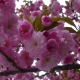 Sakura ozdobná (Prunus serrulata)