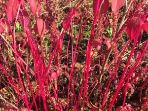 Laskavec ocasatý (Amaranthus caudatus )