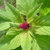 Laskavec ocasatý (Amaranthus caudatus )