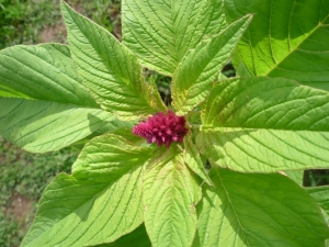 Laskavec ocasatý (Amaranthus caudatus )