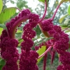 Laskavec ocasatý (Amaranthus caudatus )