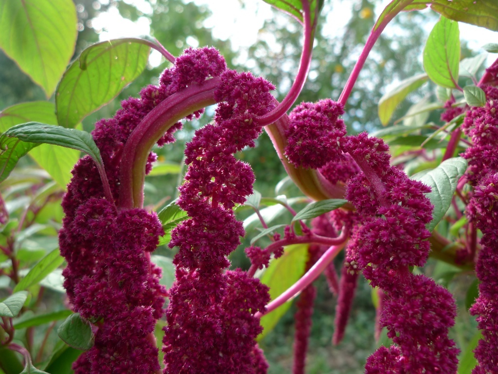 Laskavec ocasatý (Amaranthus caudatus )