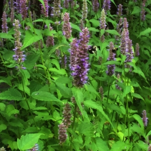 Agastache anýzová (Agastache foeniculum)