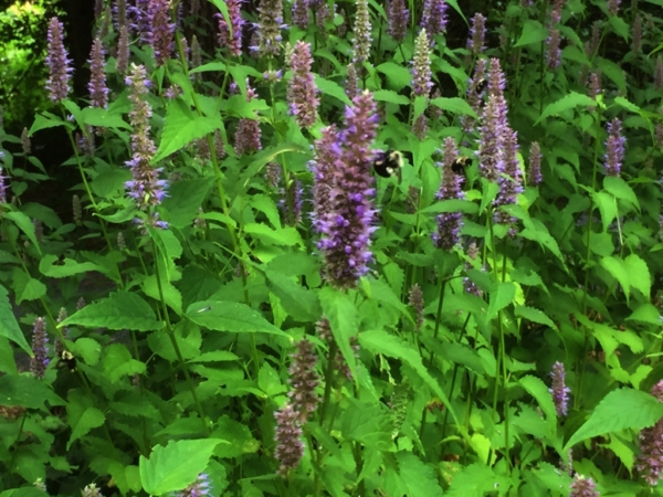 Agastache anýzová (Agastache foeniculum)