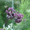 Česnek ořešec (Allium scorodoprasum)