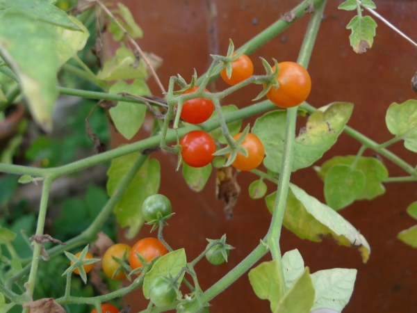 Rajče jedlé, divoké (Solanum lycopersicum)