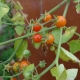 Rajče jedlé, divoké (Solanum lycopersicum)