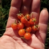 Rajče jedlé, divoké (Solanum lycopersicum)