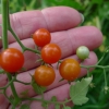 Rajče jedlé, divoké (Solanum lycopersicum)