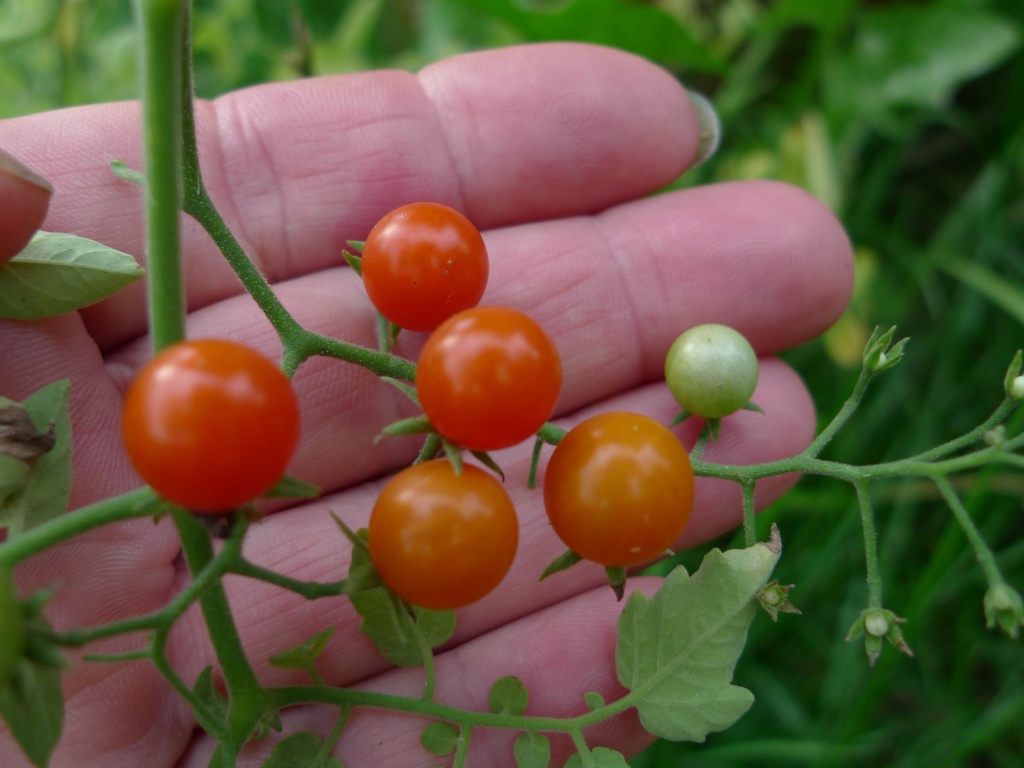 Rajče jedlé, divoké (Solanum lycopersicum)