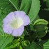 Lilík mochyňovitý (Nicandra physalodes)