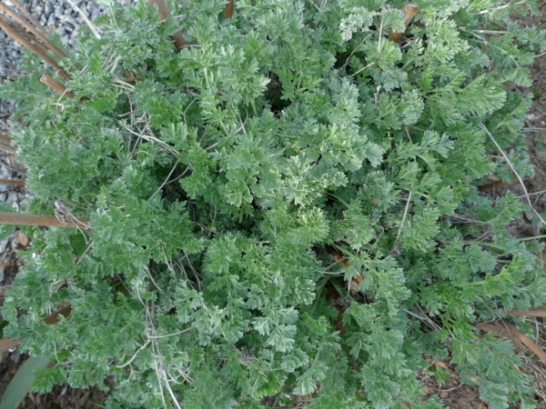 Pelyněk pravý (Artemisia absinthium)