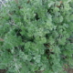 Pelyněk pravý (Artemisia absinthium)