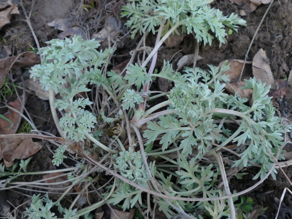 Pelyněk pravý (Artemisia absinthium)