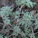 Pelyněk pravý (Artemisia absinthium)