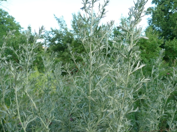 Pelyněk pravý (Artemisia absinthium)