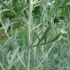 Pelyněk pravý (Artemisia absinthium)