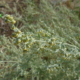 Pelyněk pravý (Artemisia absinthium)