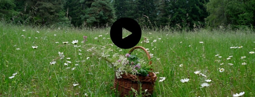 Video kurzy o jedlých rostlinách a květech