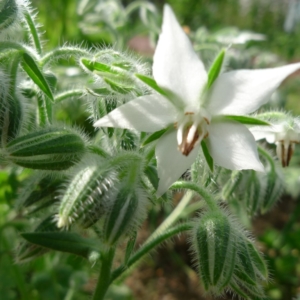 Brutnák lékařský (Borago officinalis)