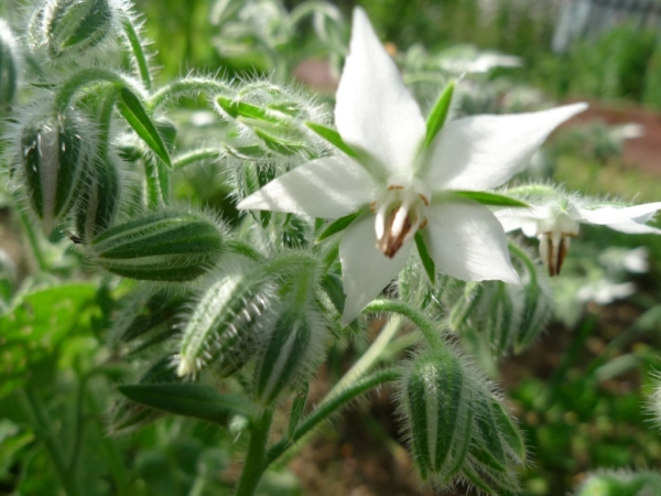 Brutnák lékařský (Borago officinalis)