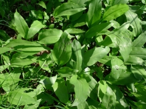 Česnek medvědí (Allium ursinum)