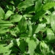 Česnek medvědí (Allium ursinum)