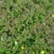 Popenec břečťanolistý (Glechoma hederacea)