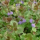 Popenec břečťanolistý (Glechoma hederacea)