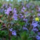 Popenec břečťanolistý (Glechoma hederacea)