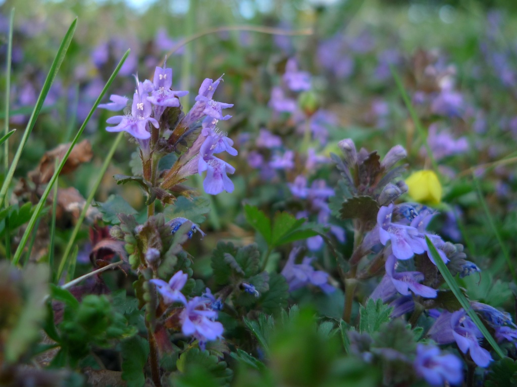 Popenec břečťanolistý (Glechoma hederacea)