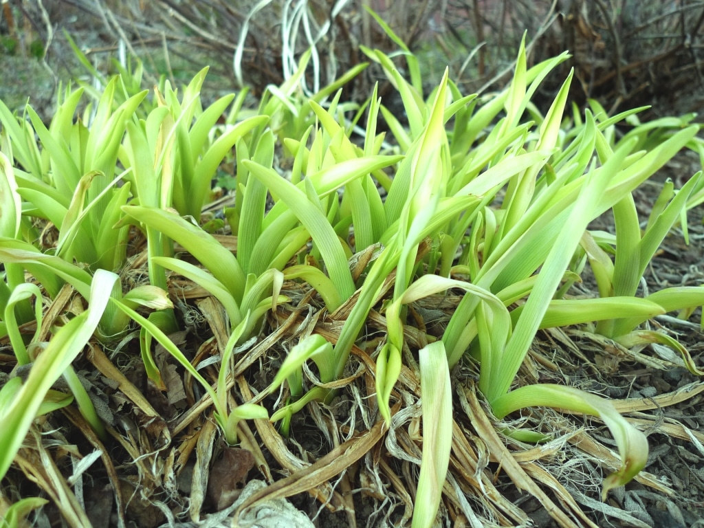 Denivka plavá (Hemerocallis fulva)