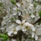 Slivoň trnka (Prunus spinosa)