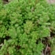 Rozchodník bílý (Sedum album)